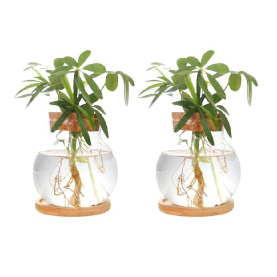 Plant Propagation Station, Hyd - Propagation Station Vase บทวิจารณ์และราคา