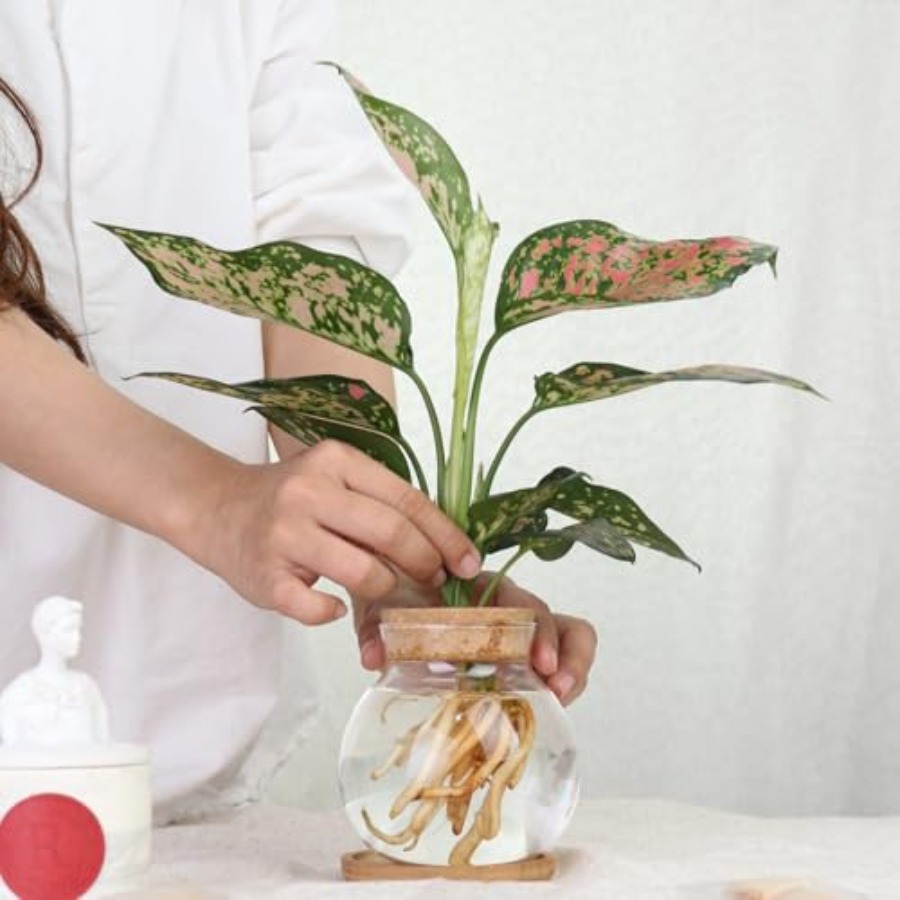Plant Propagation Station, Hyd - Propagation Station Vase บทวิจารณ์และราคา