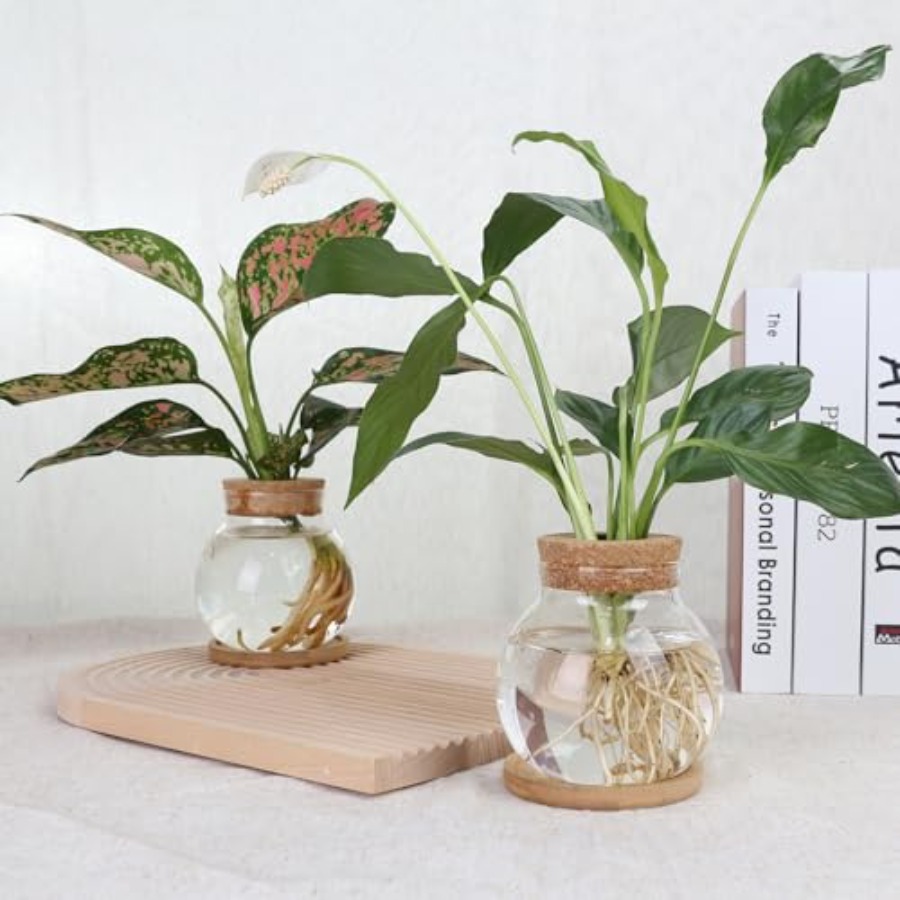 Plant Propagation Station, Hyd - Propagation Station Vase บทวิจารณ์และราคา